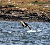 San Juan Islands Family trip photo